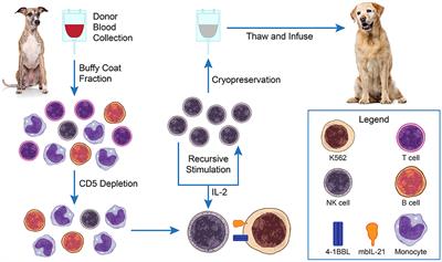 Adoptive Natural Killer Cell Immunotherapy for Canine Osteosarcoma
